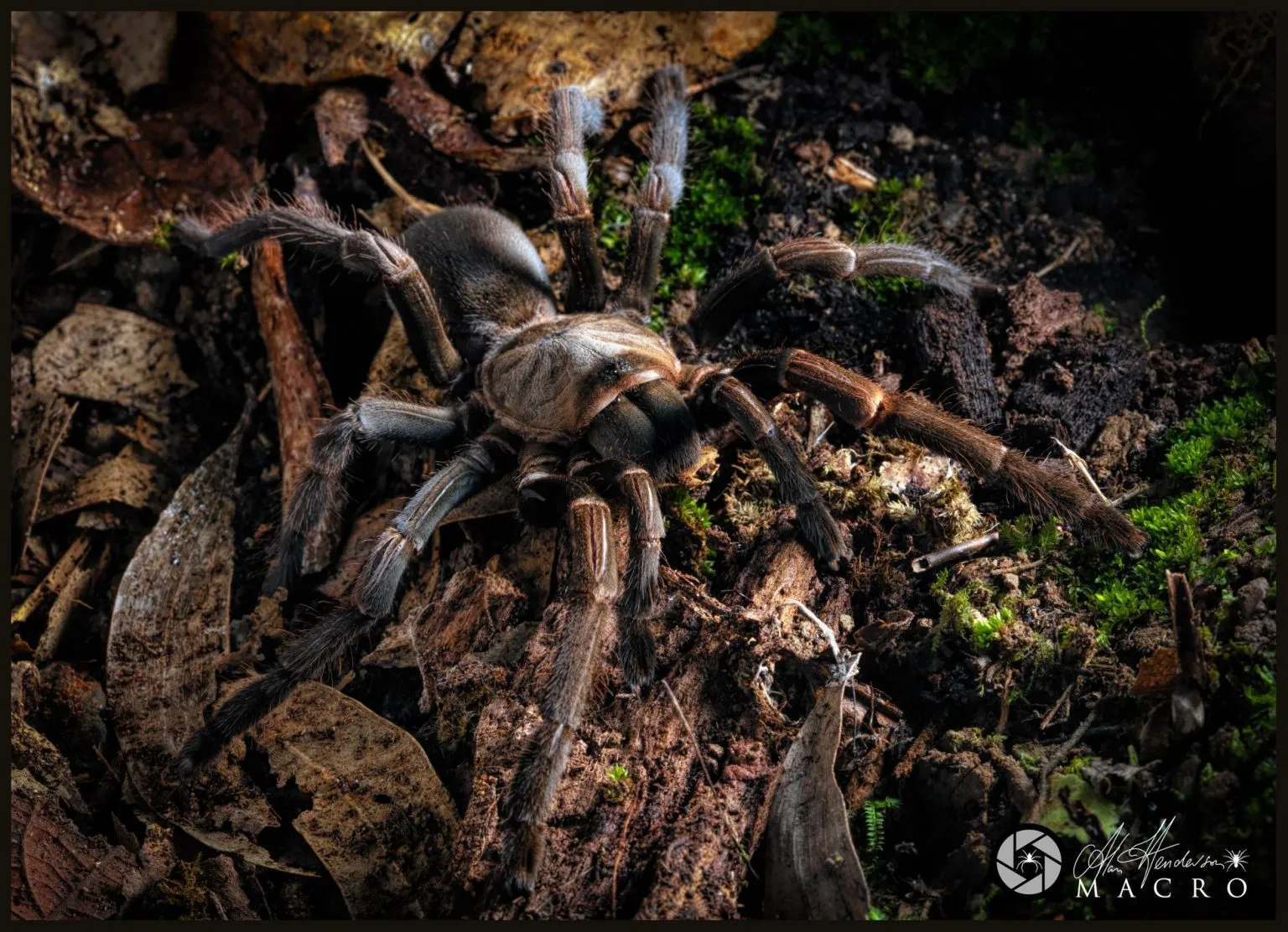 /img/17397-tarantula-benefits.webp