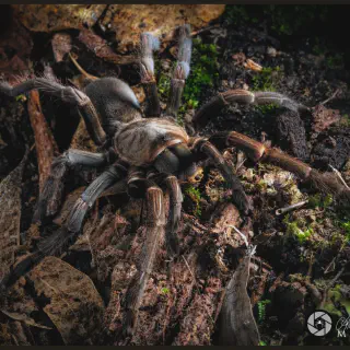 /img/17397-tarantula-benefits.webp