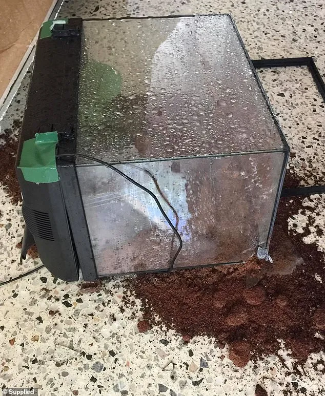 17397 tarantula cost