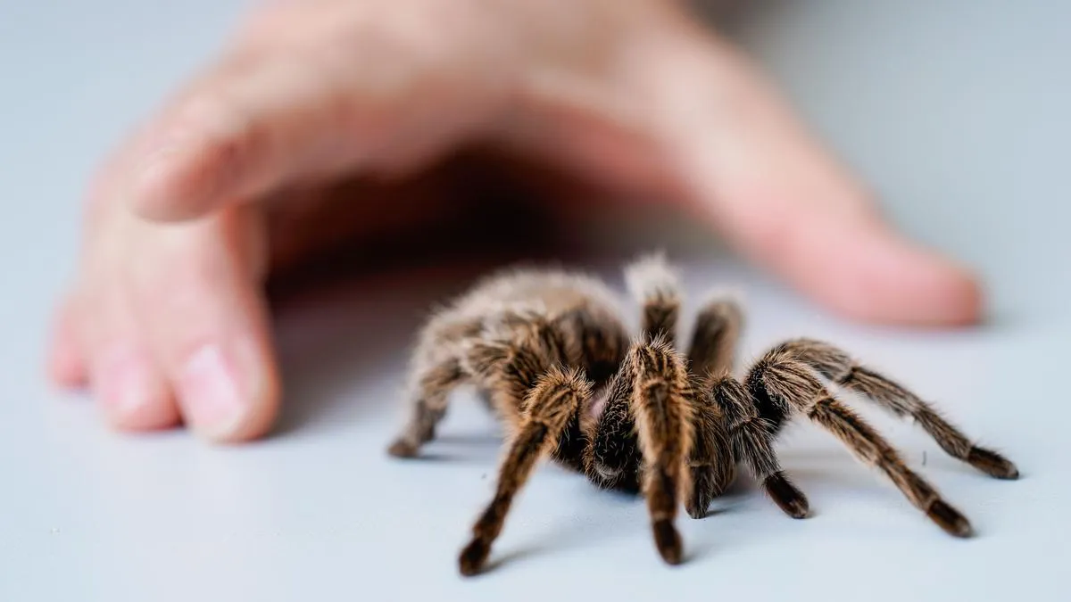 17397 tarantula feeding
