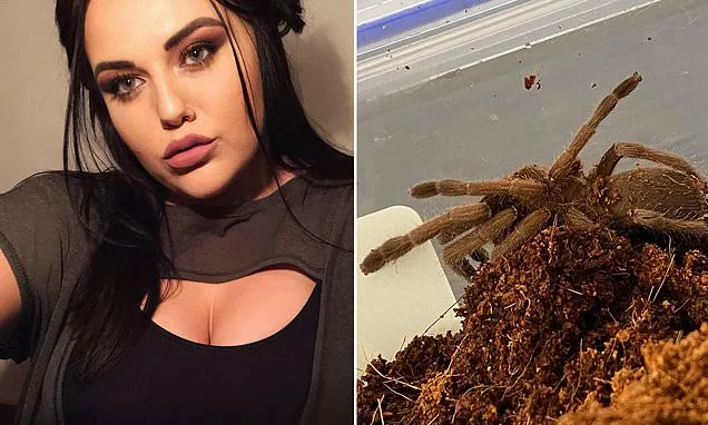 17397 tarantula handling