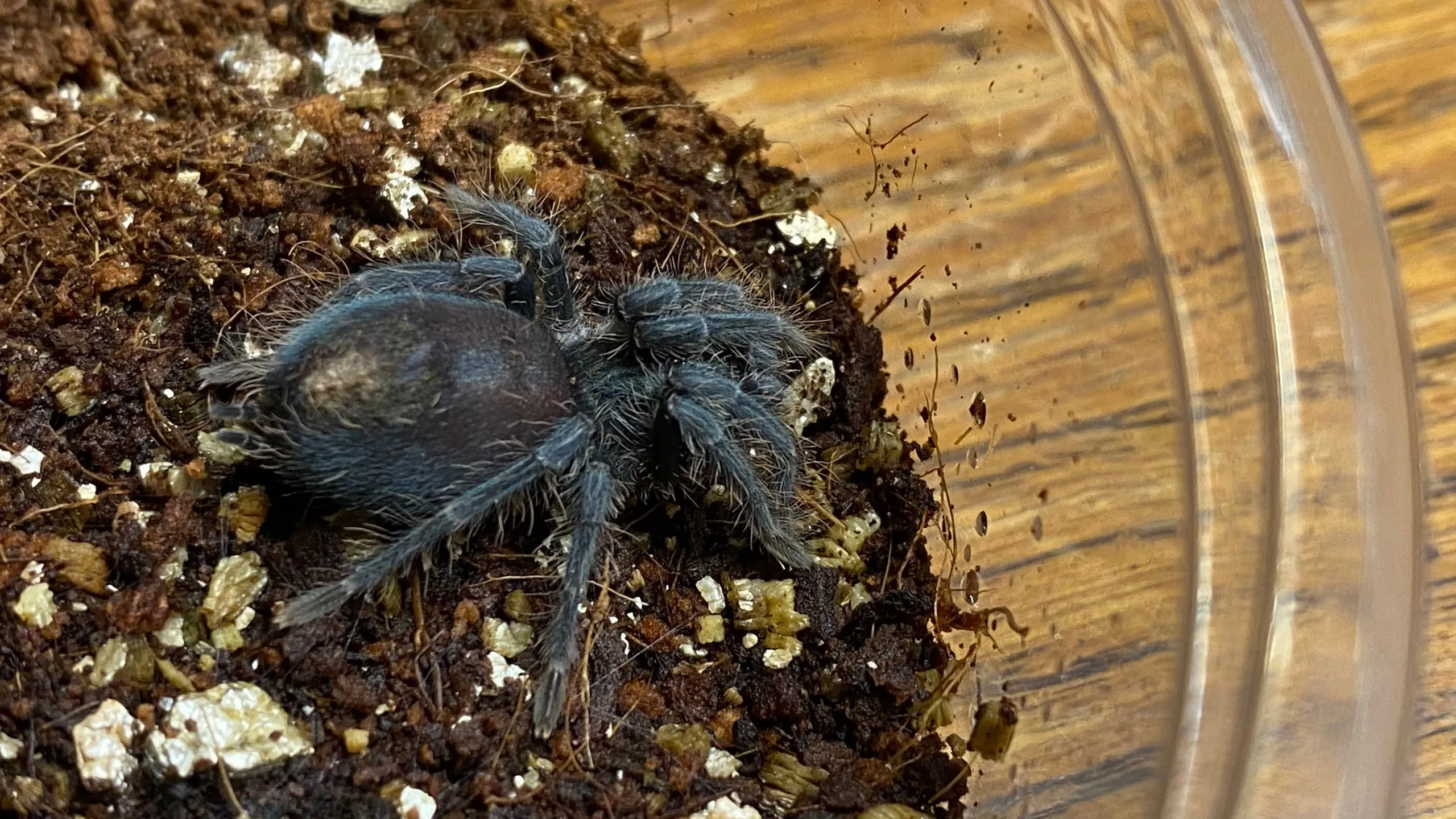 17398 red island birdeater tarantula image2
