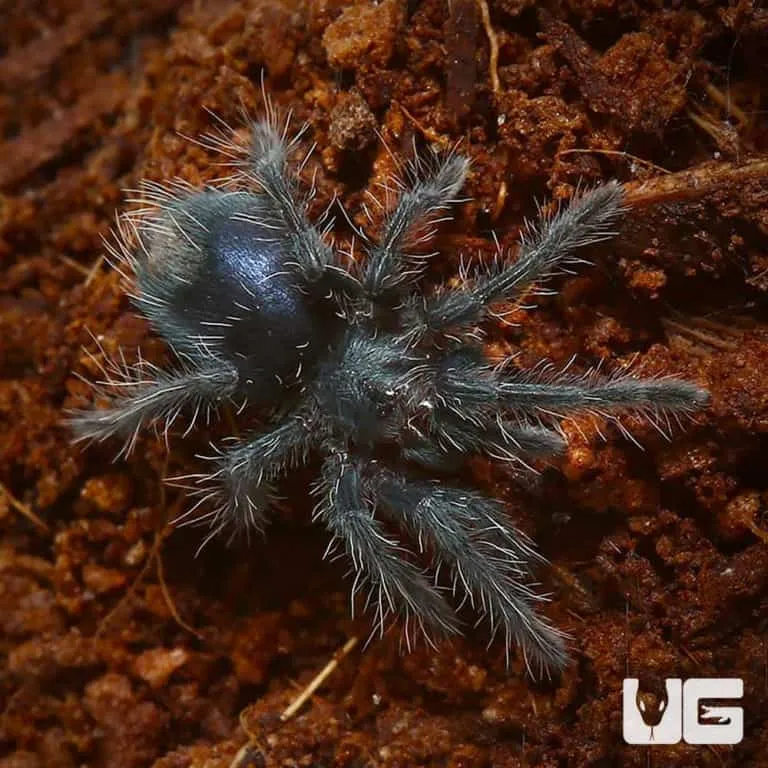 17398 red island birdeater tarantula image5