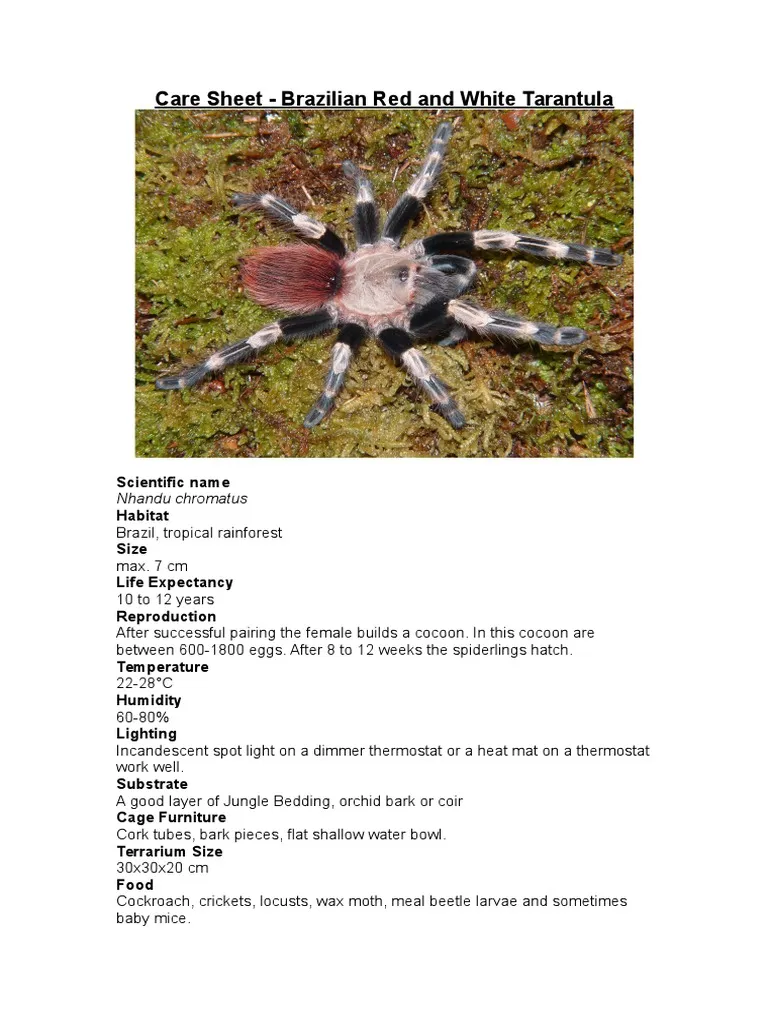 17398 red island birdeater tarantula image6