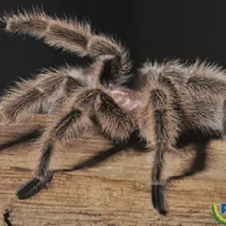 /img/17398-red-island-birdeater-tarantula-image7.webp