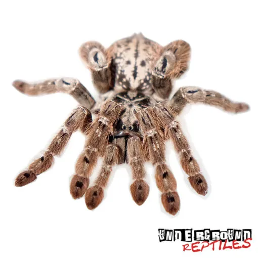 17399 togo starburst tarantula appearance