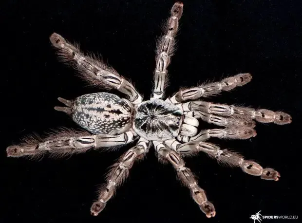 17399 togo starburst tarantula behavior