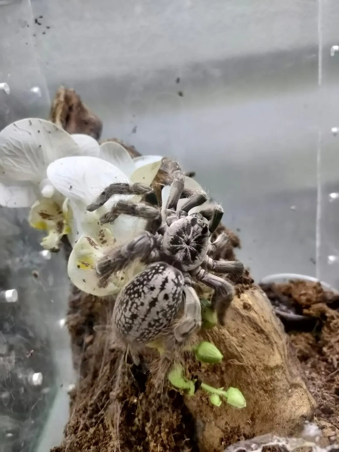 17399 togo starburst tarantula coloration
