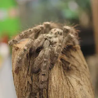 /img/17399-togo-starburst-tarantula-conservation.webp