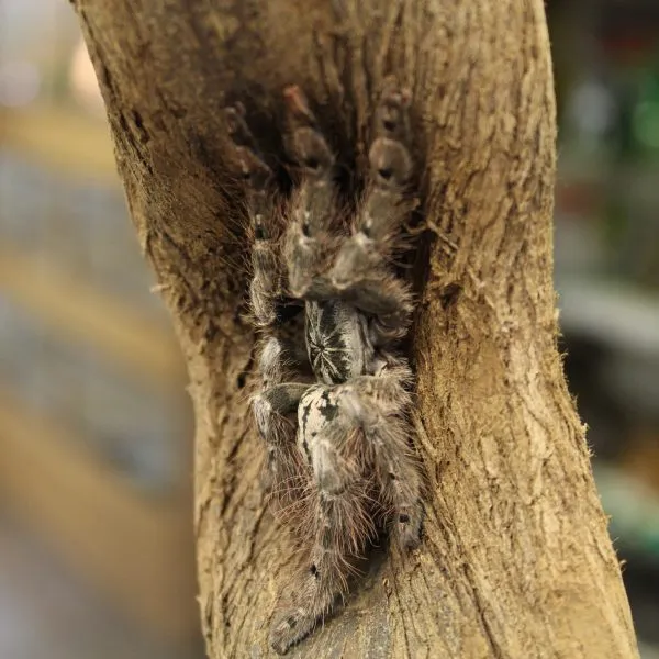 17399 togo starburst tarantula diet
