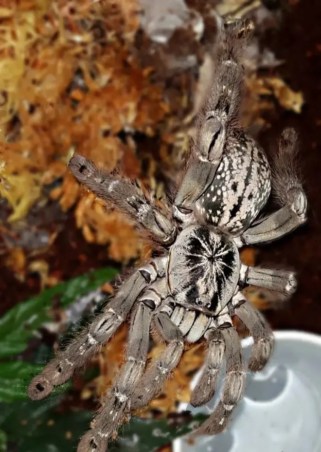 17399 togo starburst tarantula habitat