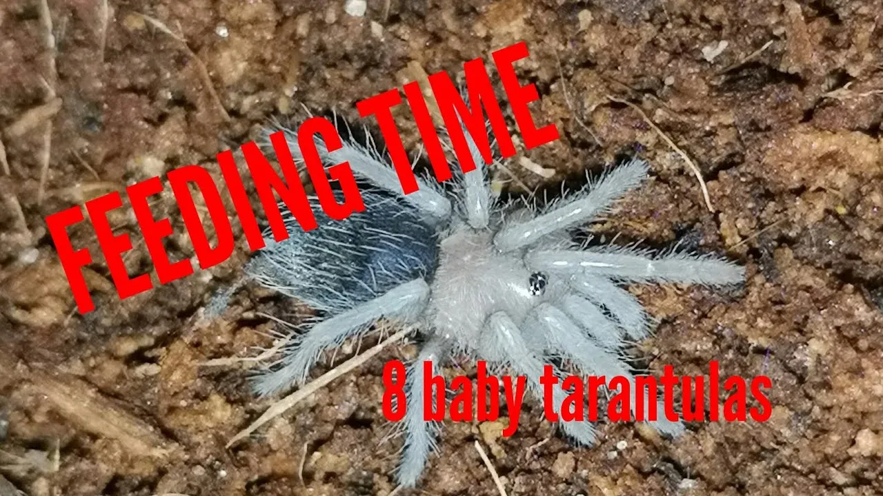 17400 tarantula eating cricket