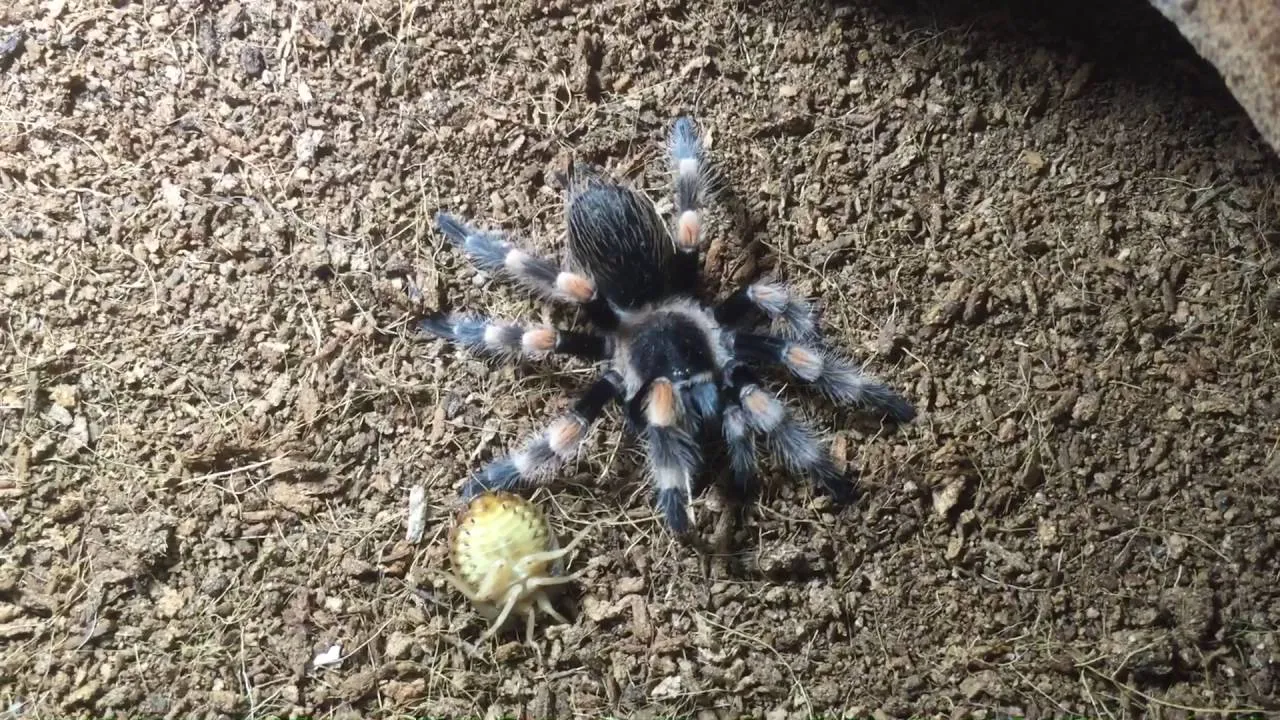 17400 tarantula feeding environment