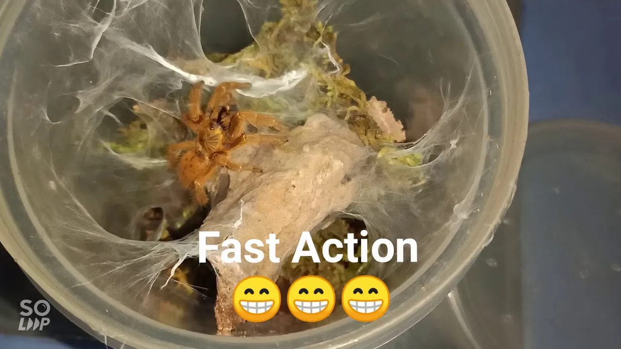 17400 tarantula feeding schedule