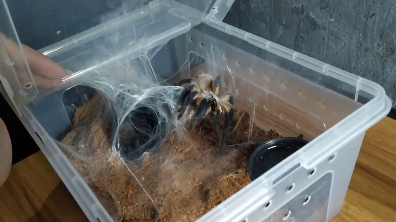 /img/17400-tarantula-molting.webp