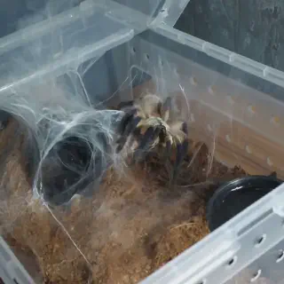 /img/17400-tarantula-molting.webp
