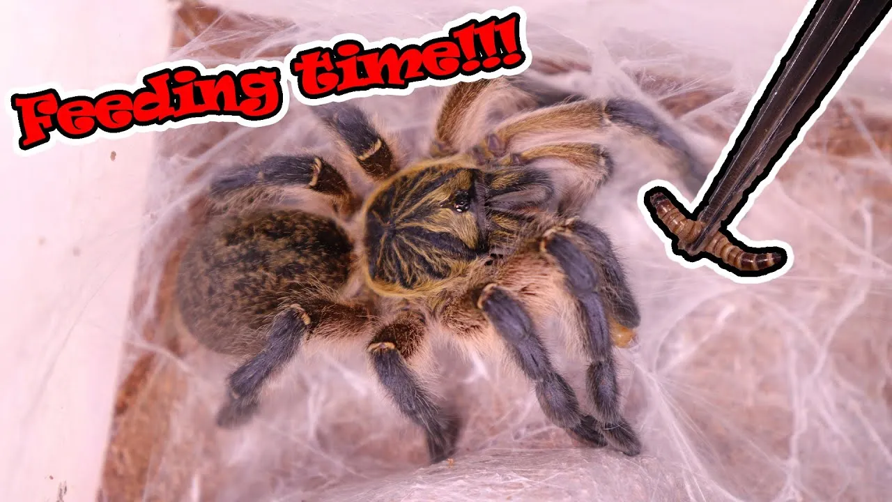 17400 tarantula prey selection