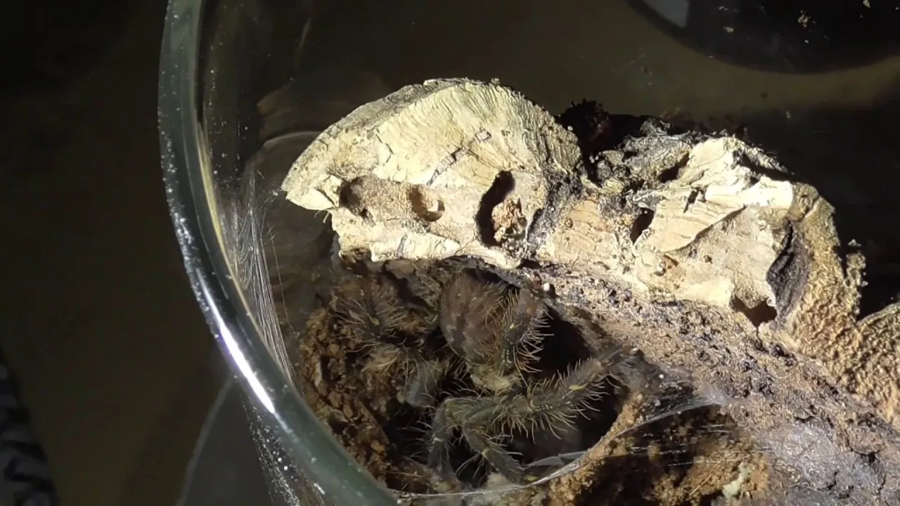 17400 tarantula refusing food