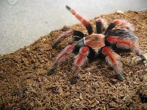 17400 tarantula water dish