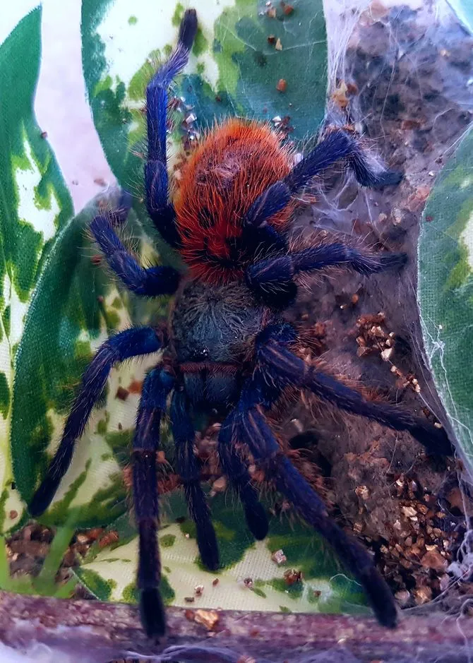 17402 calm tarantula