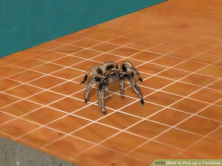 17402 inspecting tarantula after handling