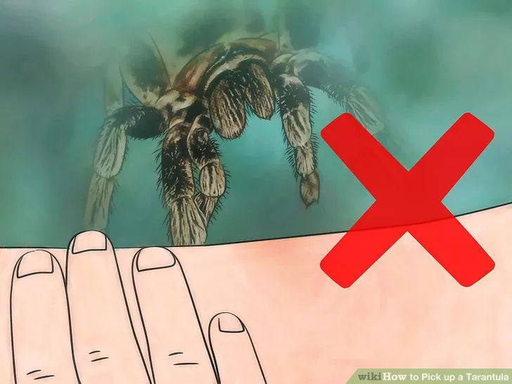 17402 lifting tarantula safely