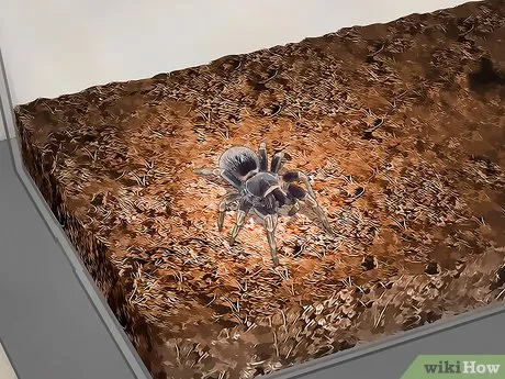 /img/17402-tarantula-handling-mistakes.webp