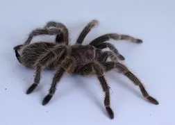 17403 rose hair tarantula health