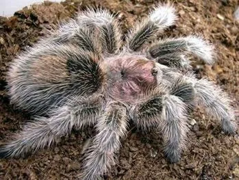 17403 rose hair tarantula overview