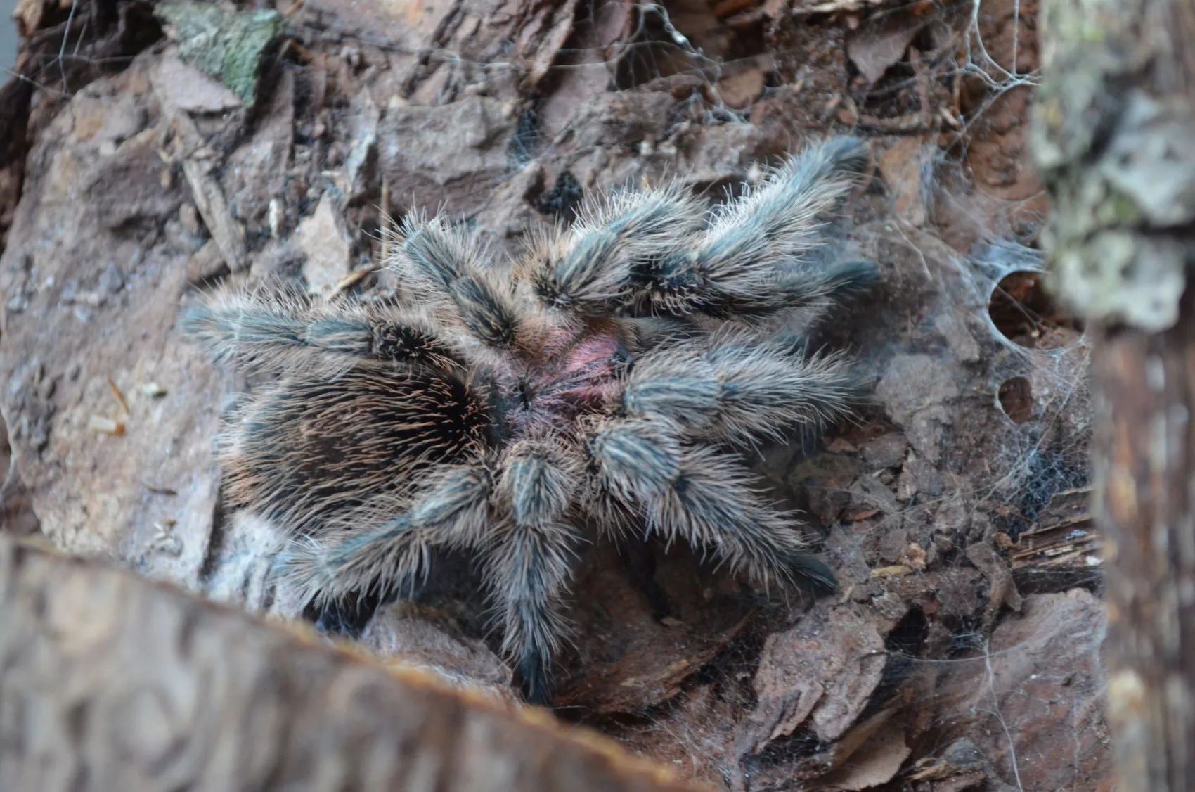 17403 rose hair tarantula size