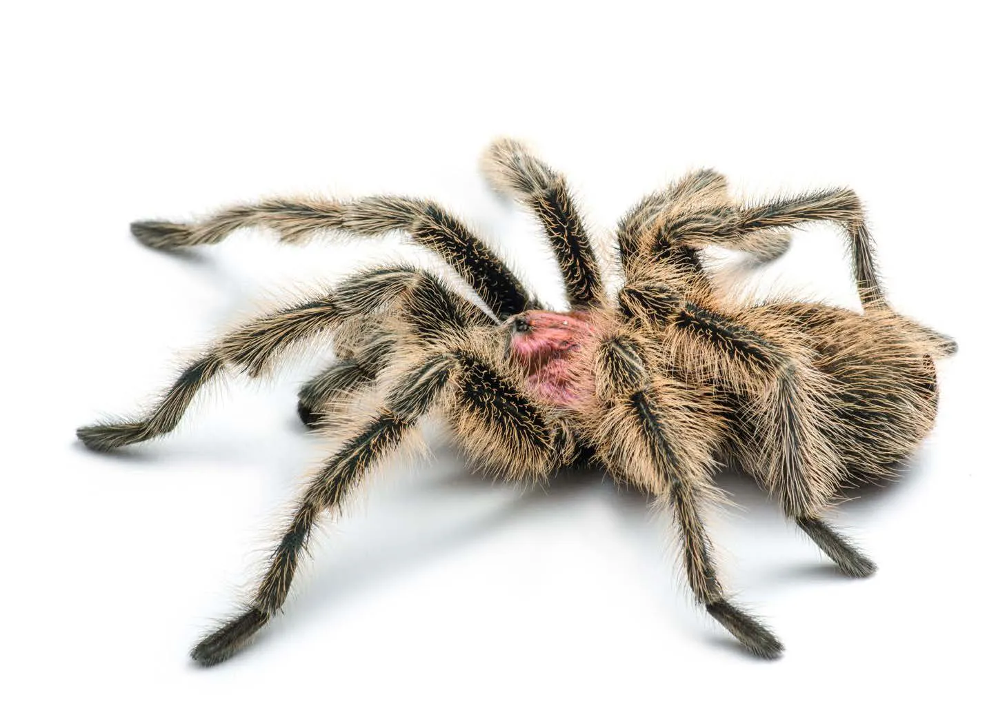 17403 tarantula enclosure