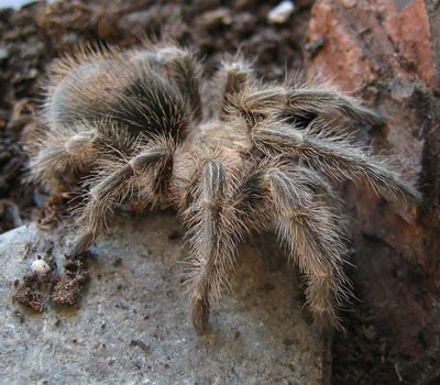 17403 tarantula feeding