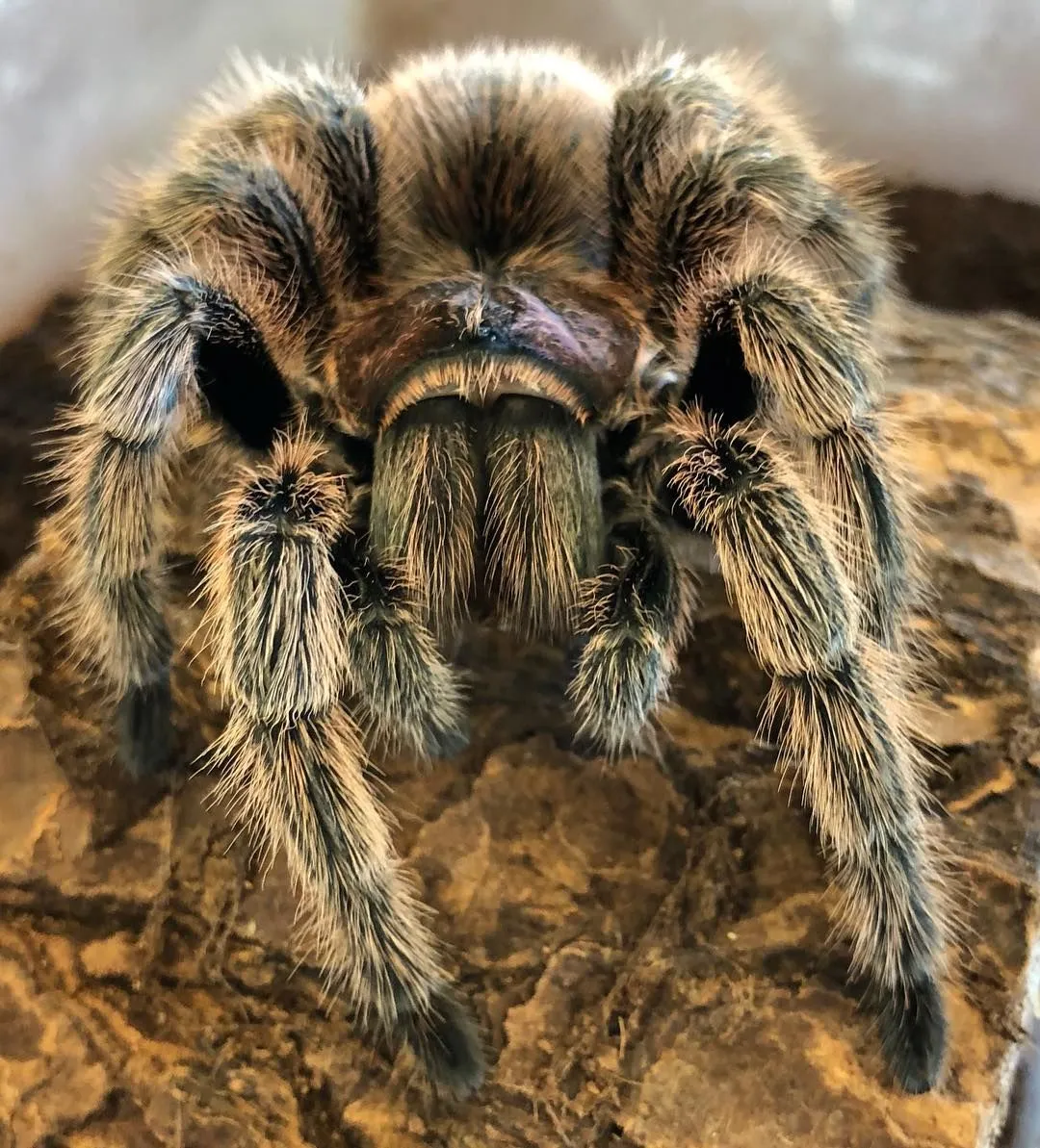 /img/17403-tarantula-handling.webp
