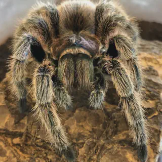 /img/17403-tarantula-handling.webp