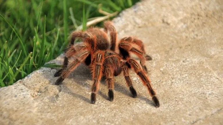 17403 tarantula seller