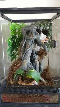 /img/17404-tarantula-decor.webp