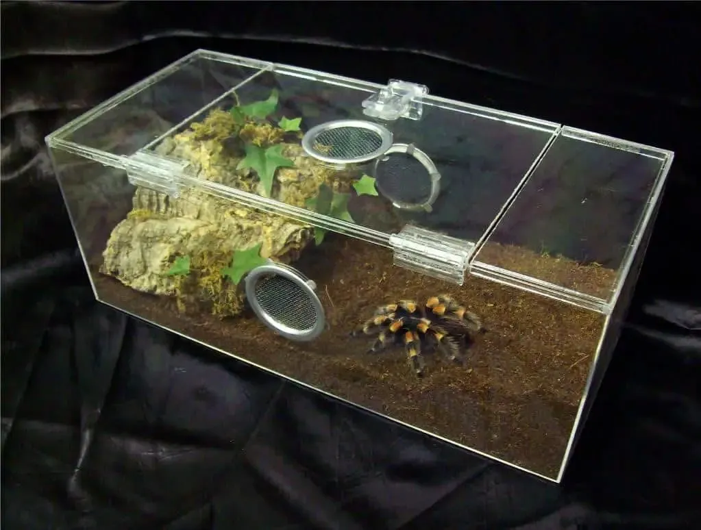 17404 tarantula species enclosure