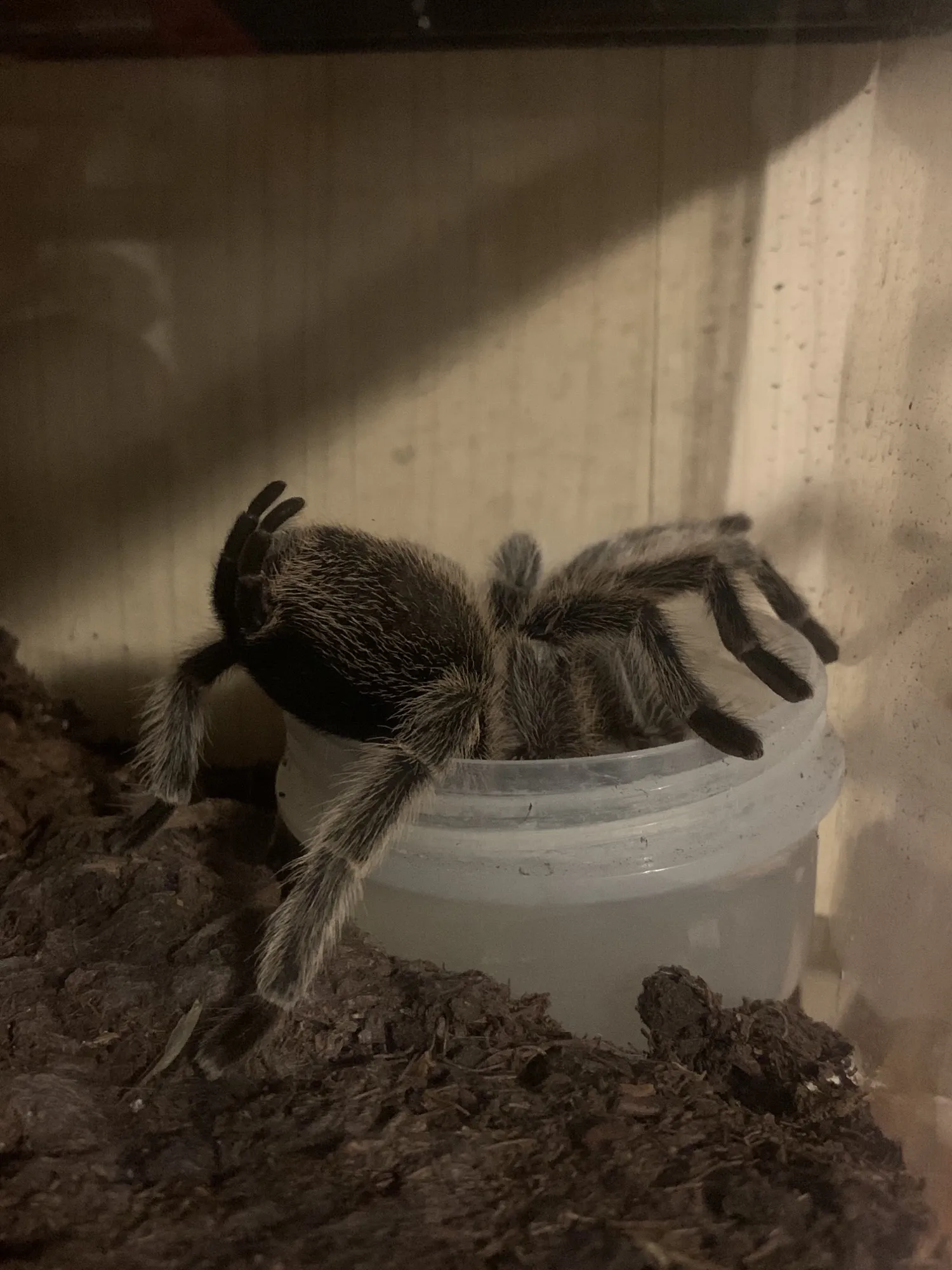 /img/17405-rose-hair-tarantula-habitat.webp