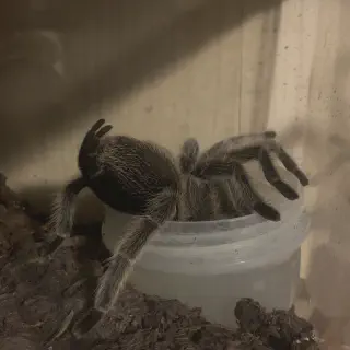 /img/17405-rose-hair-tarantula-habitat.webp