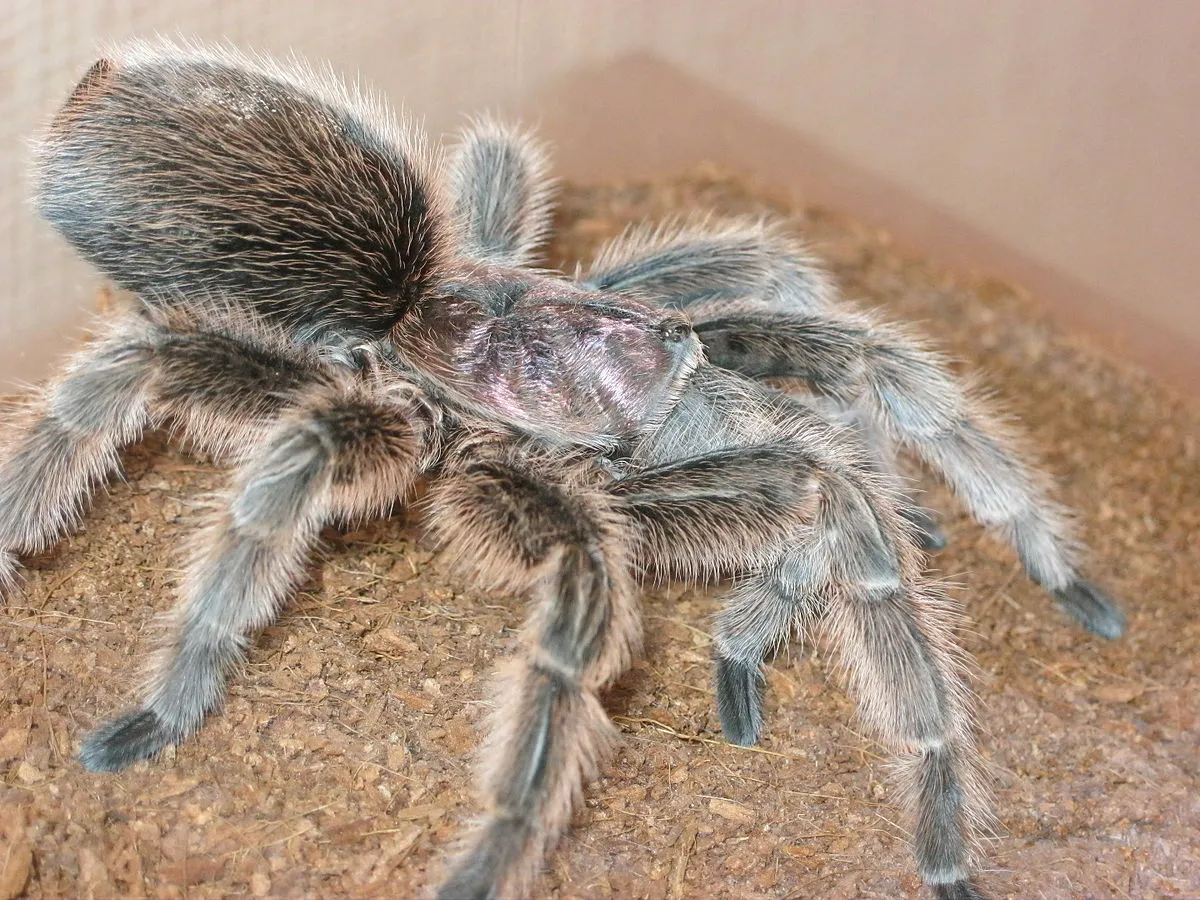 17405 tarantula handling