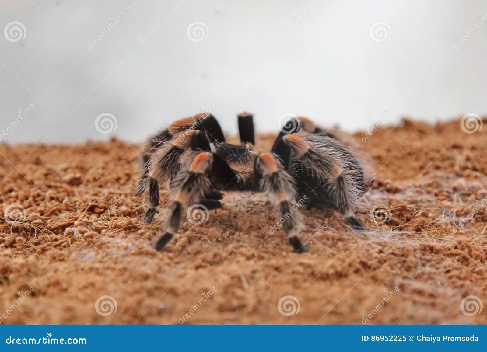 17406 human tarantula interaction