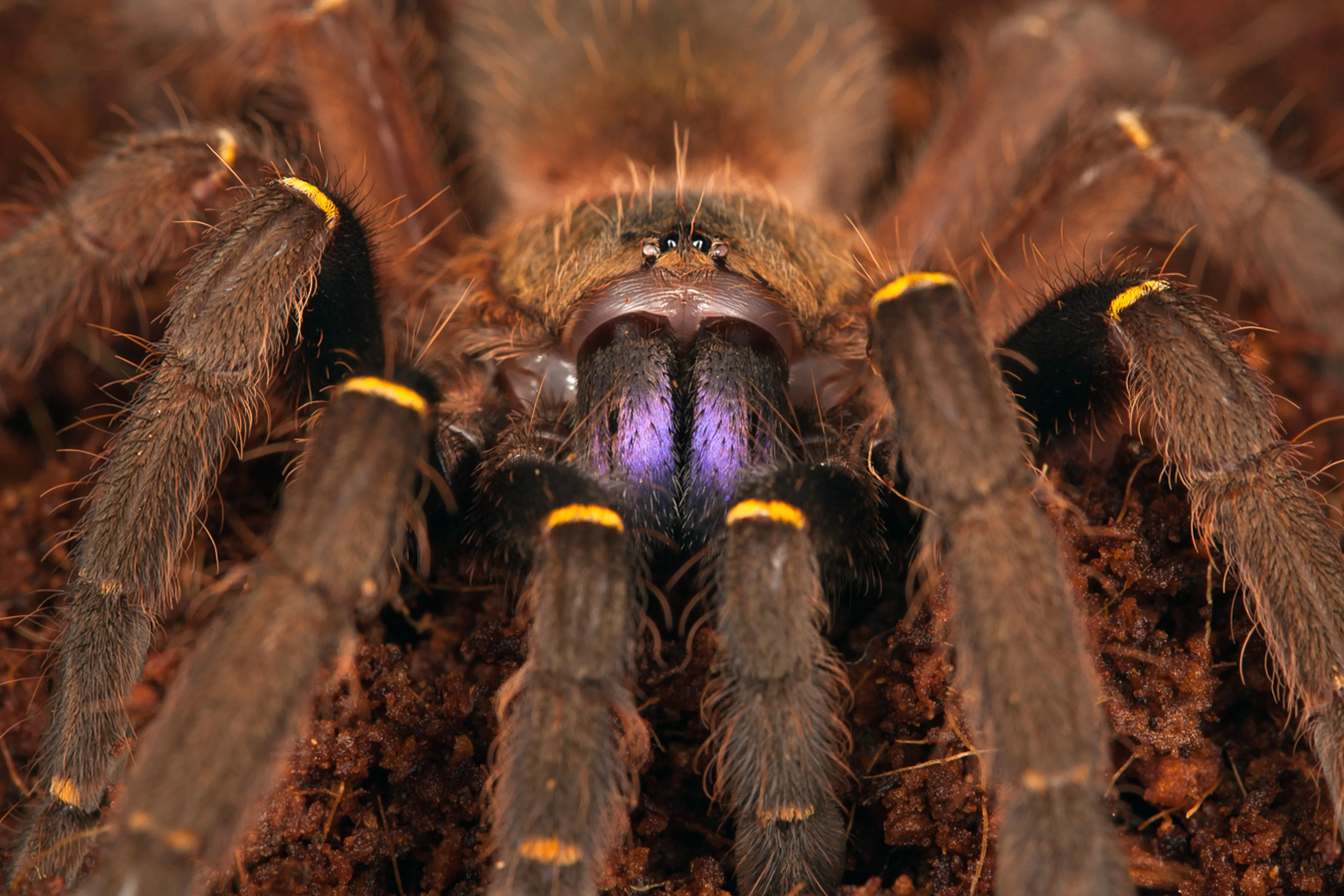 17406 tarantula bite first aid