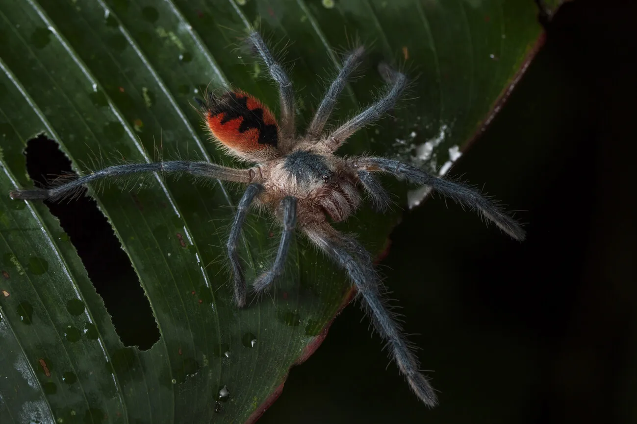 17406 tarantula bite symptoms