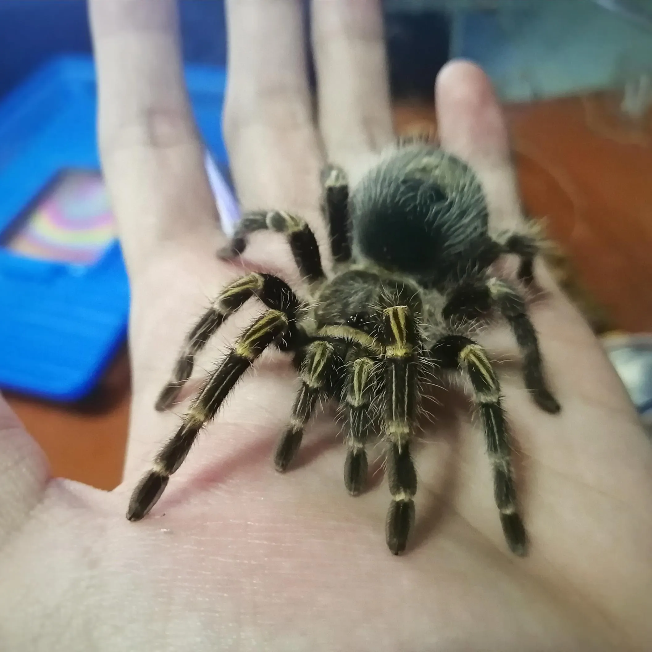 17407 brazilian white knee tarantula