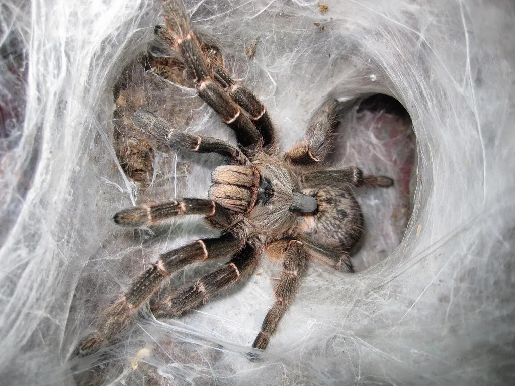 17407 curly hair tarantula