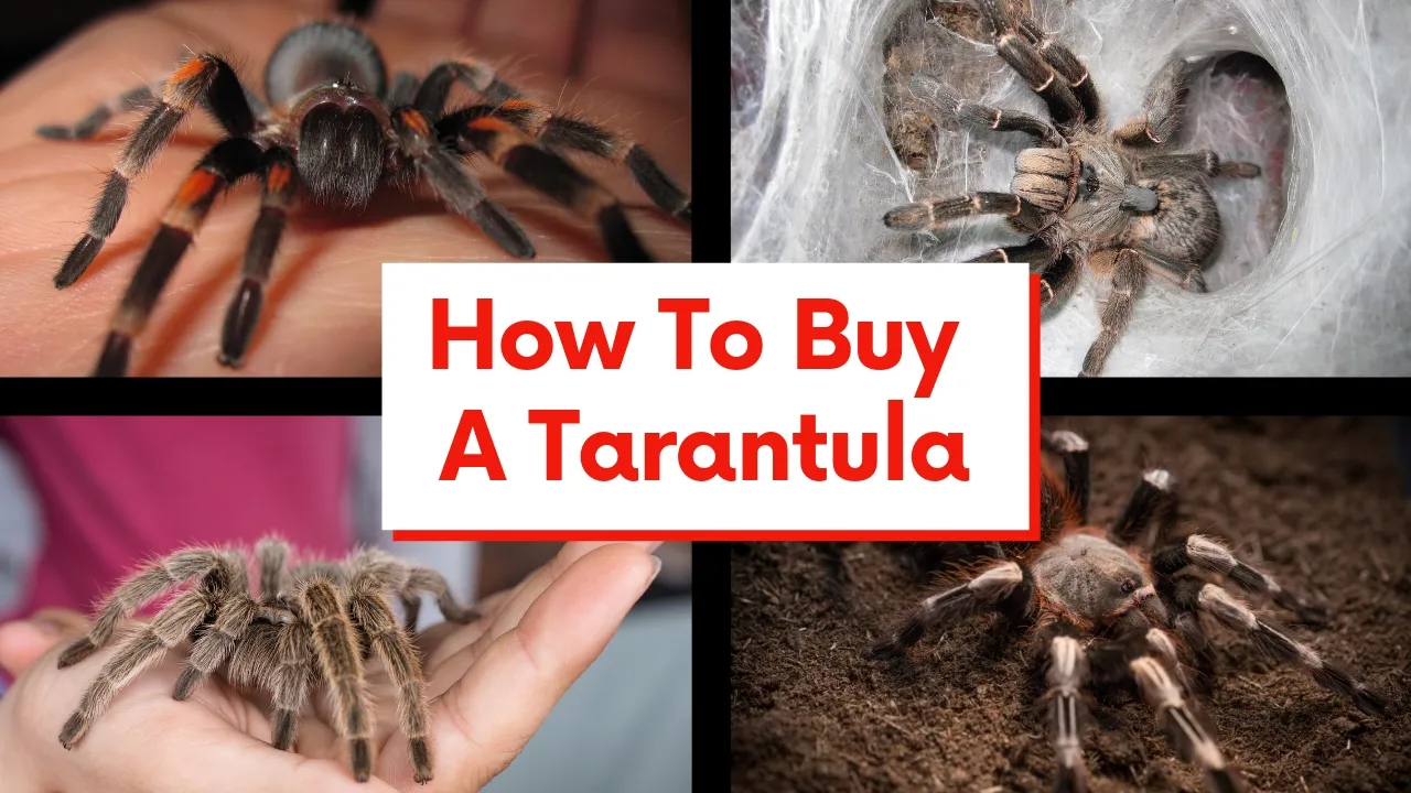 17407 mexican red knee tarantula