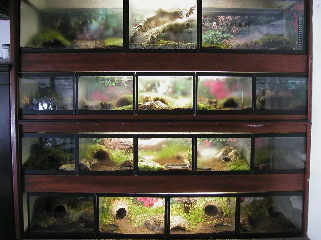 17408 tarantula hide