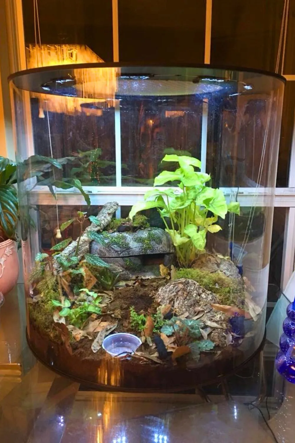 17408 tarantula substrate