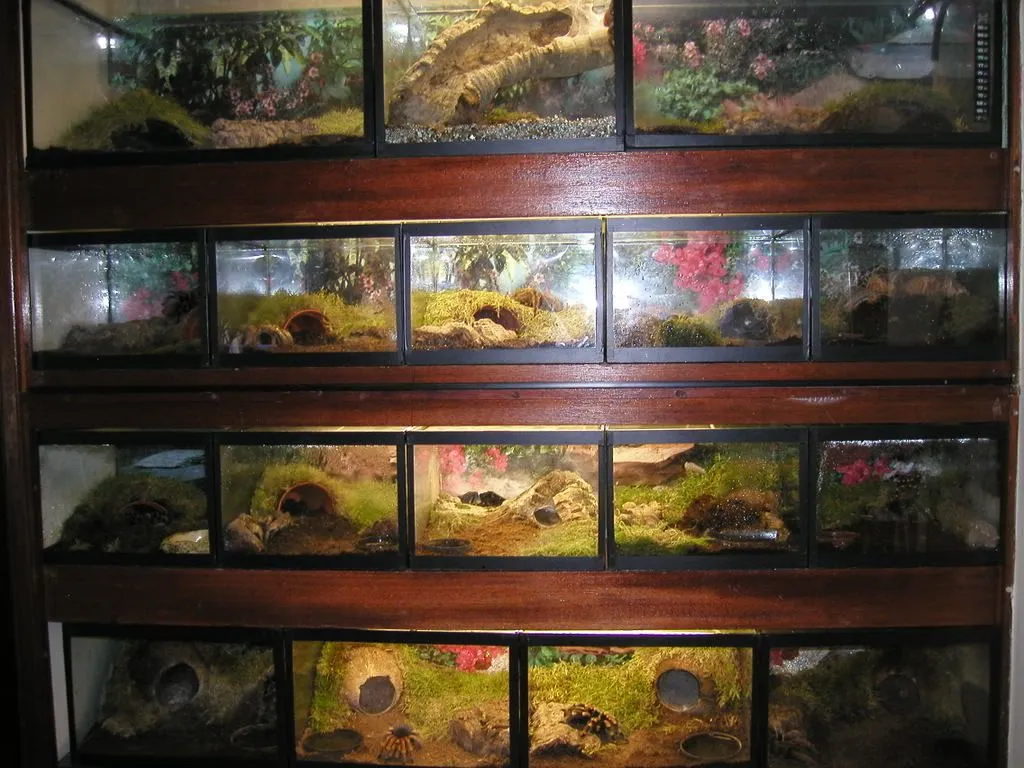 17408 tarantula ventilation