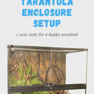 /img/17409-tarantula-ci-cd.webp